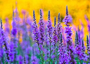 预下载开启 《燕云十六声》公测剧情预告PV